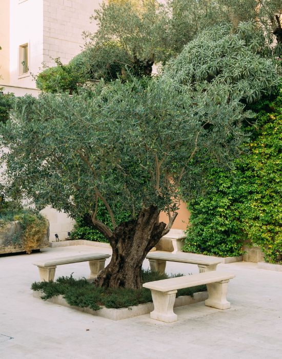Olive tree surrounded by stone benches in a serene courtyard setting, symbolizing tranquility and natural beauty, relevant to the calming atmosphere of NuSmile Implant Studio's restorative dental services.